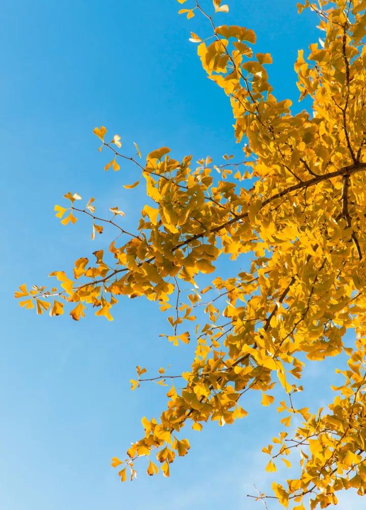 1BB4F